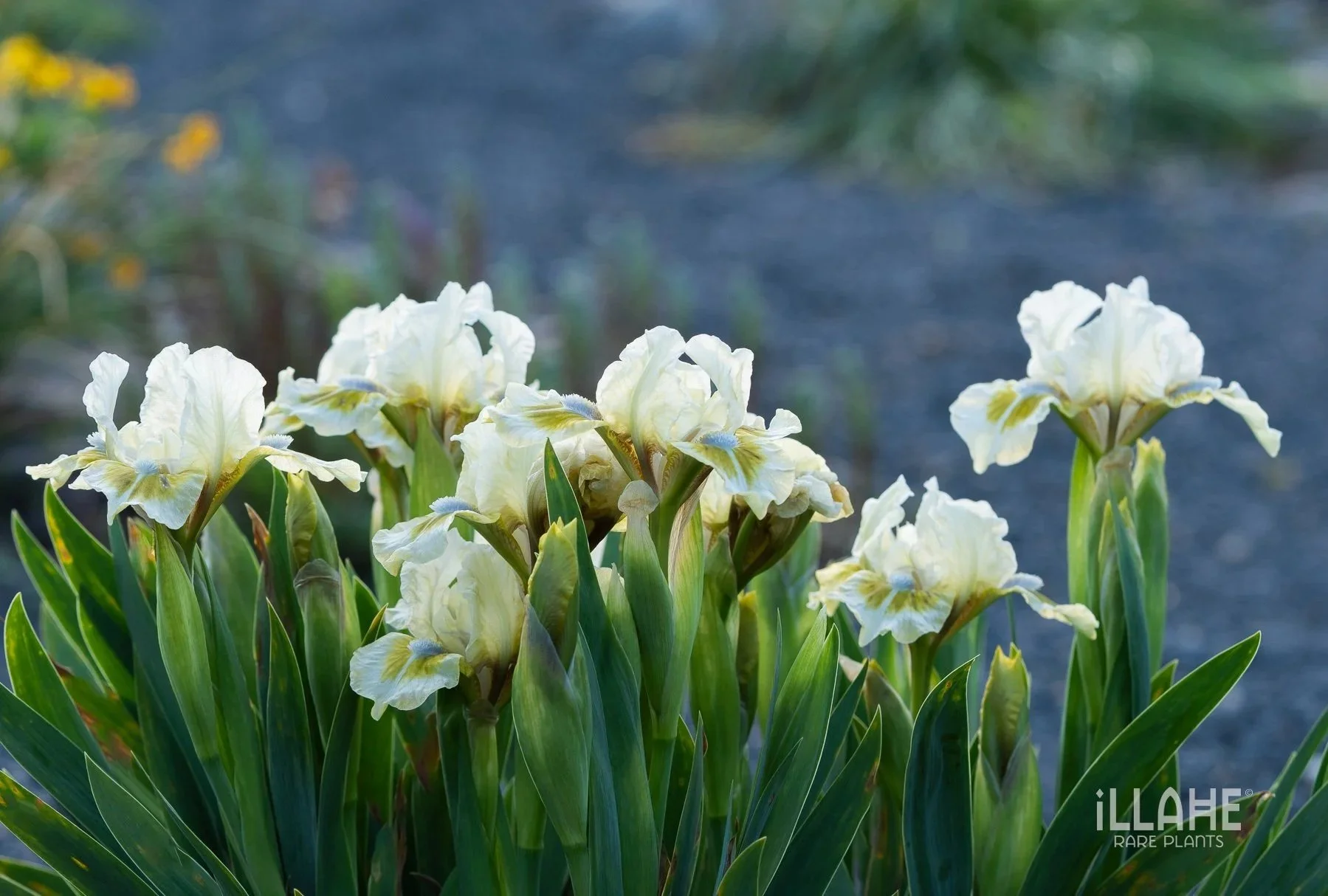 Iris+sp+%234.jpg