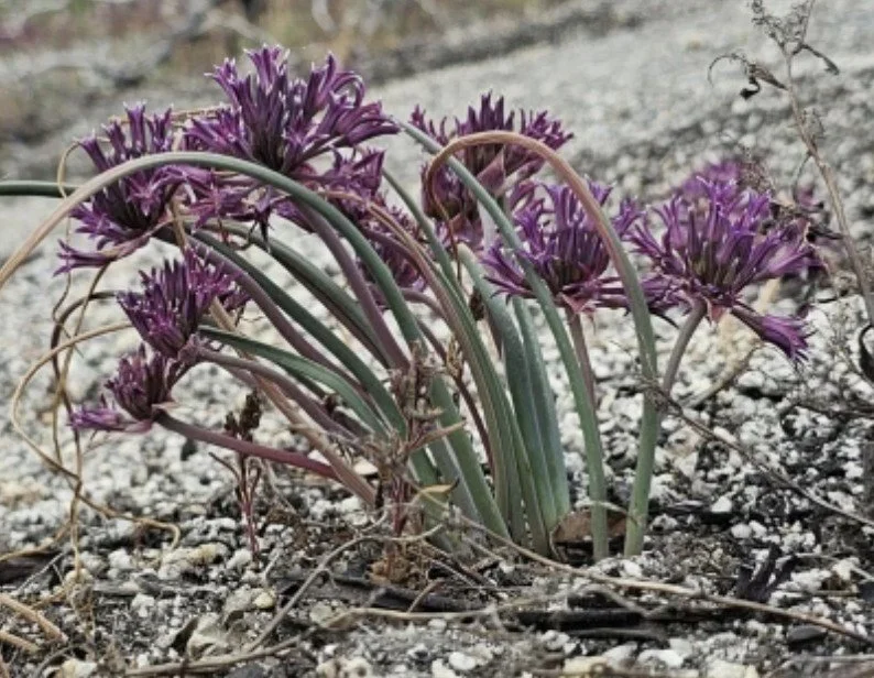 allium abramsii.jpg