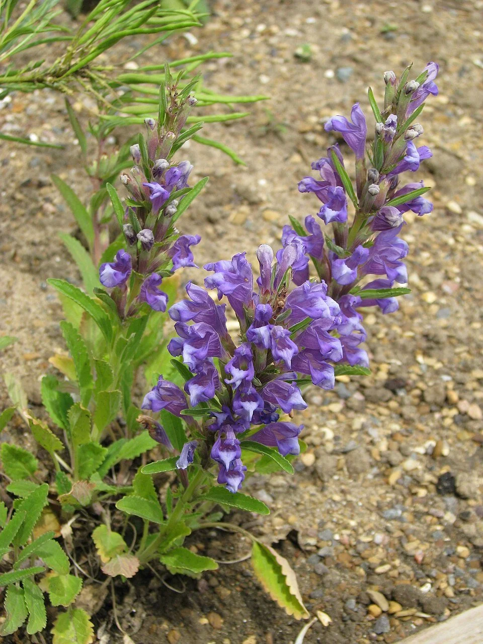Llalemontia canescens