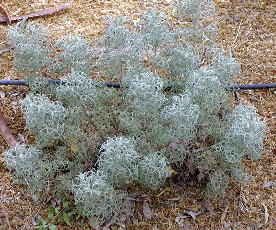Artemisia_versicolor_Seafoam.jpg