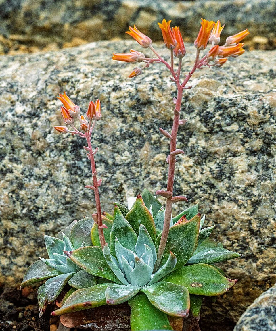 Dudleya cymosa