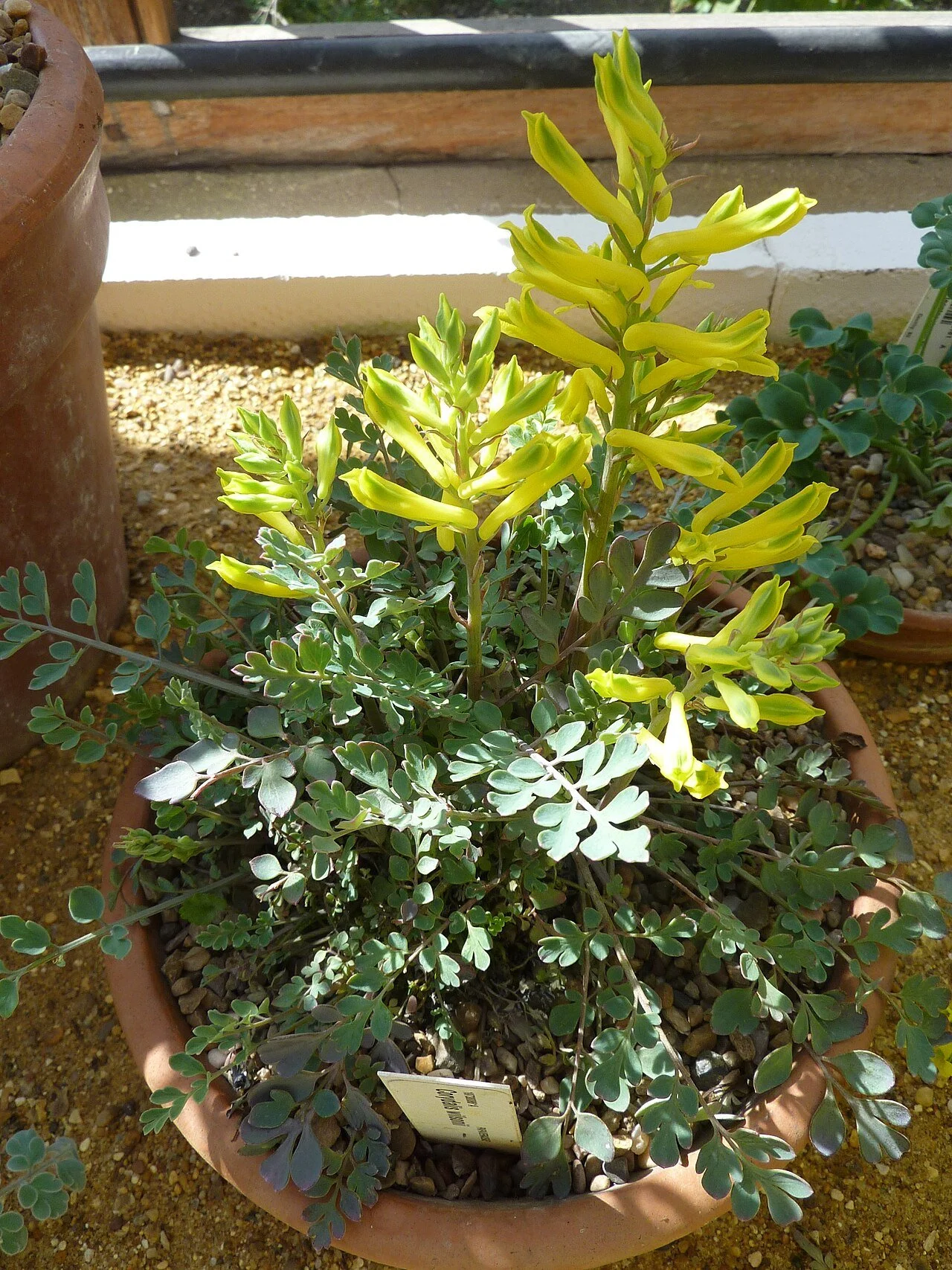 Corydalis_wilsonii_(Papaveracese)_plant.jpg