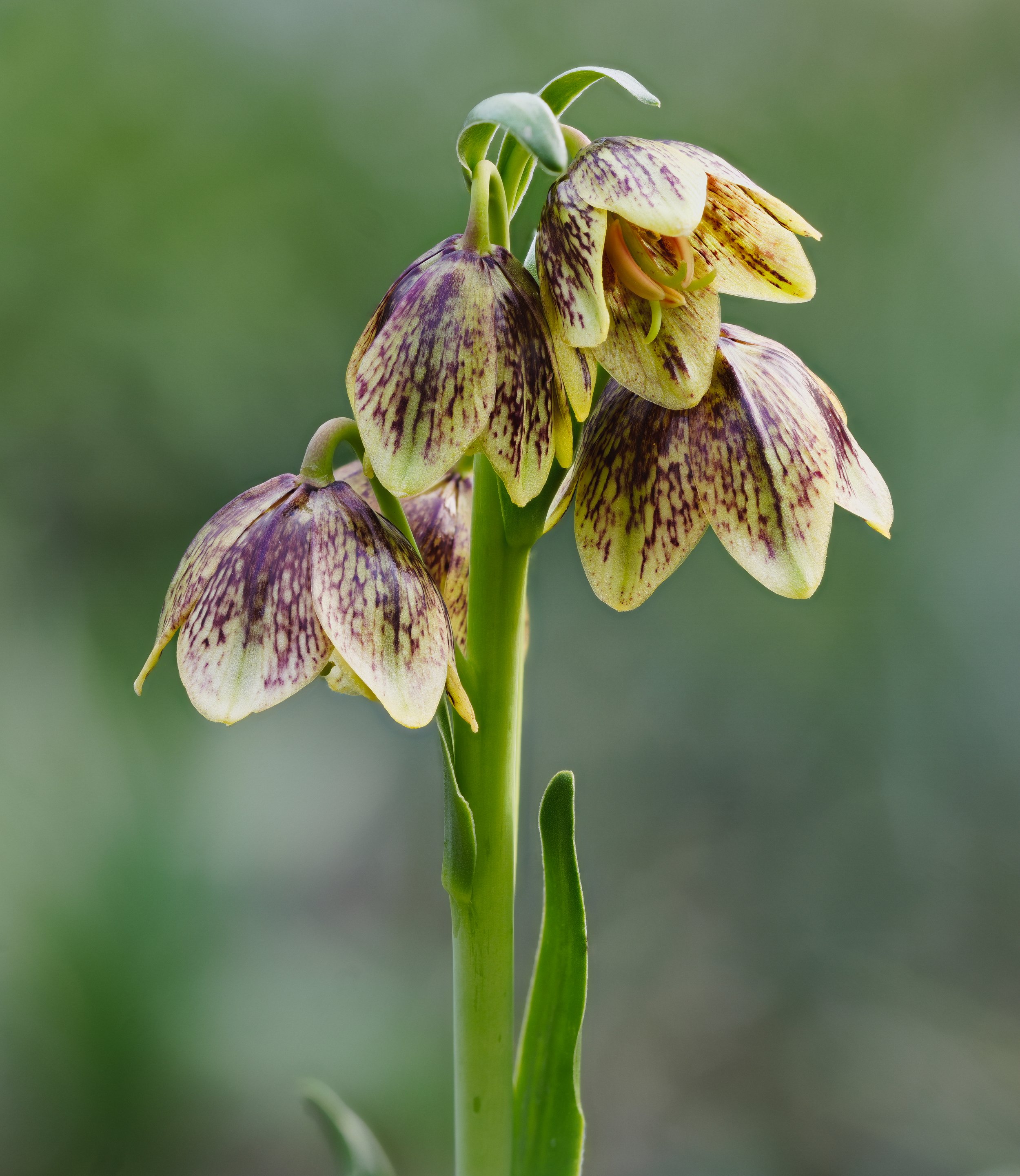 fritillaria hybrid.jpg