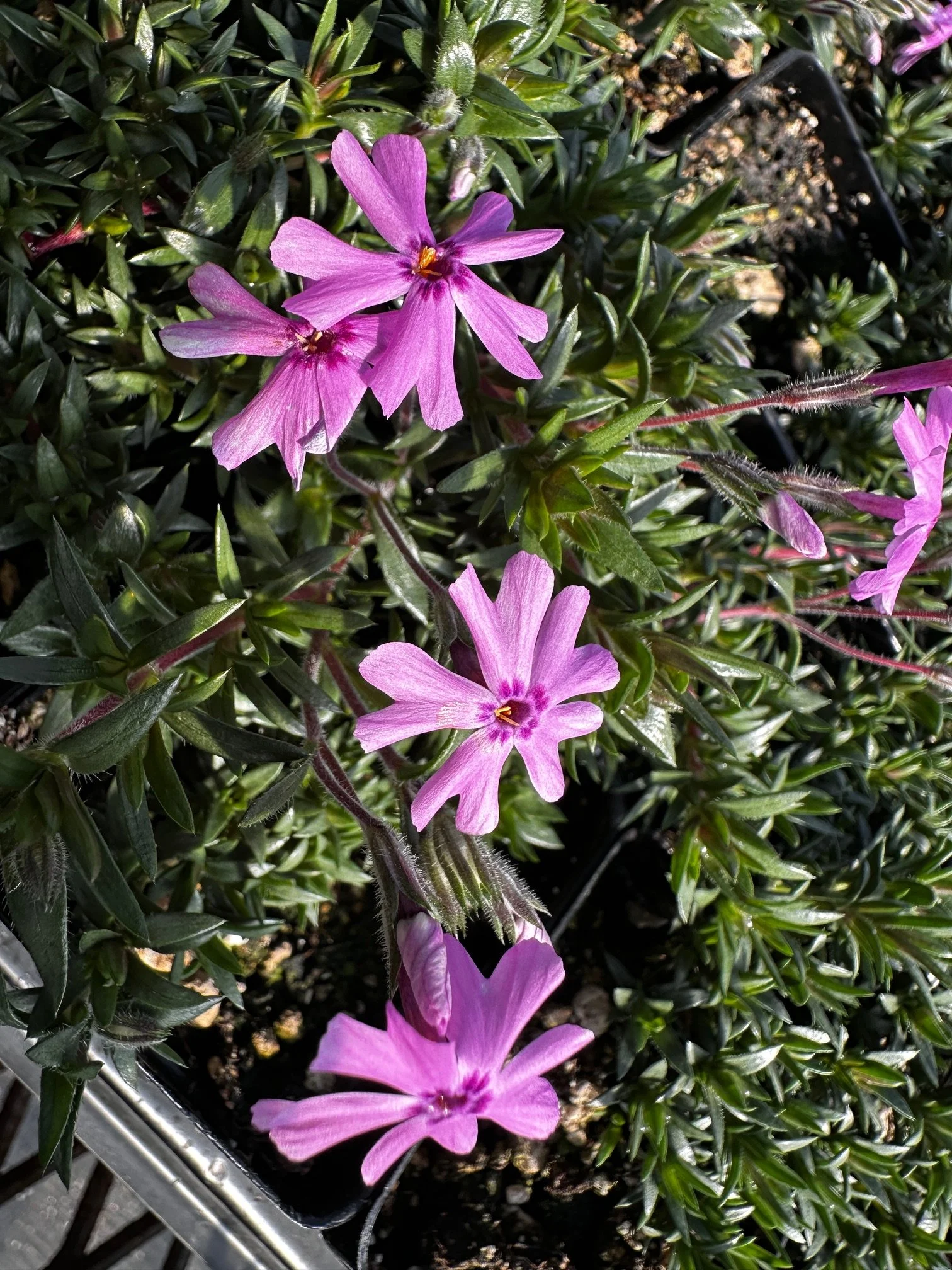 Phlox 'Rice Creek'