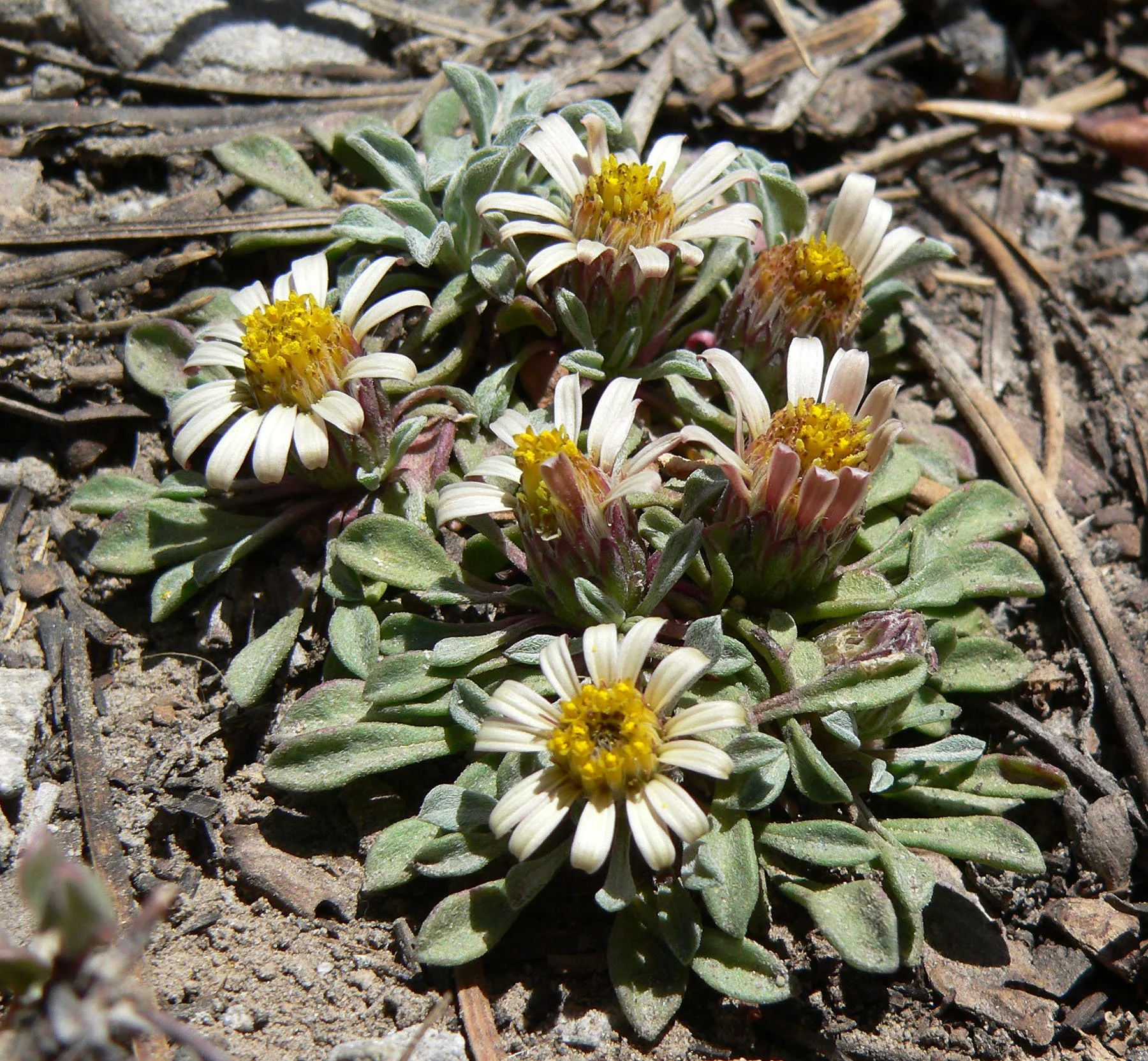 Townsendia jonesii var. jonesii
