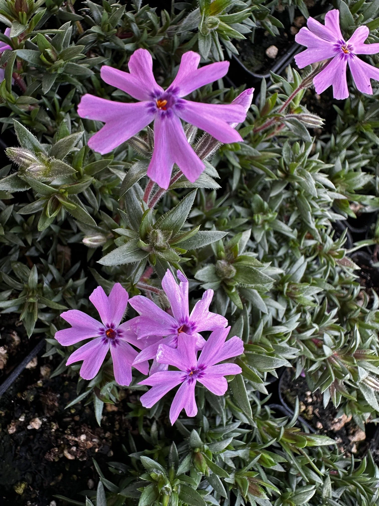 Phlox subulata 'Fort Hill'