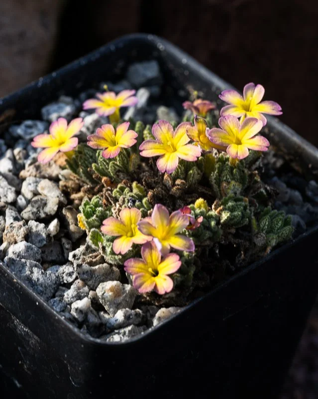 Dionysia 'Pink Lemonade'