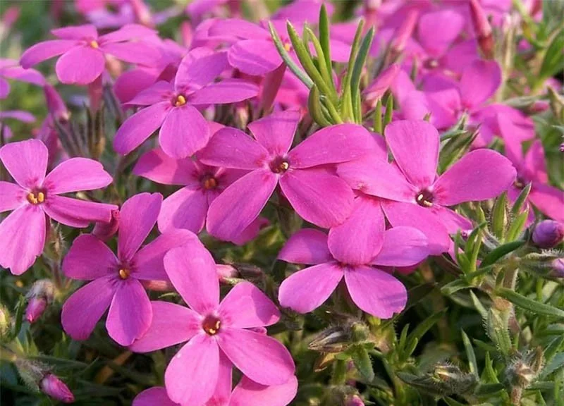 Phlox-douglasii-Waterloo-80572-1.jpg