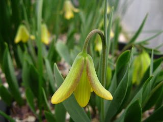 fritillaria kittaniae.jpg