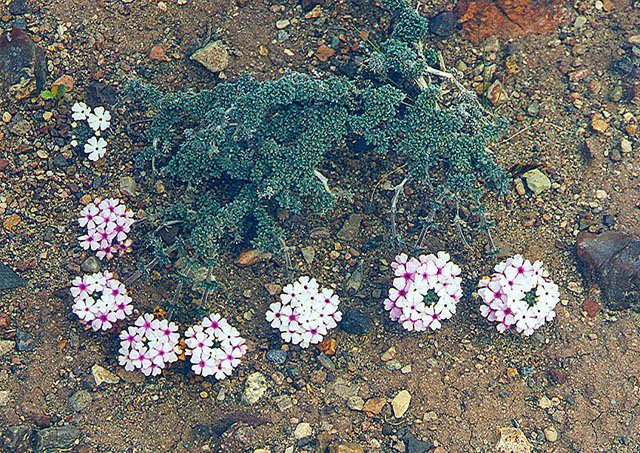 Junellia_micrantha_(8727598088).jpg