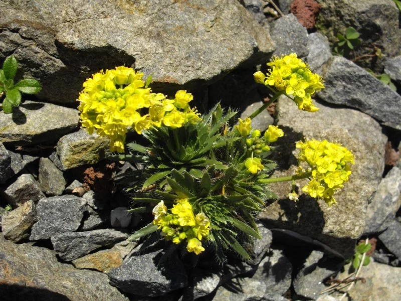 Draba_cuspidata_3.jpg