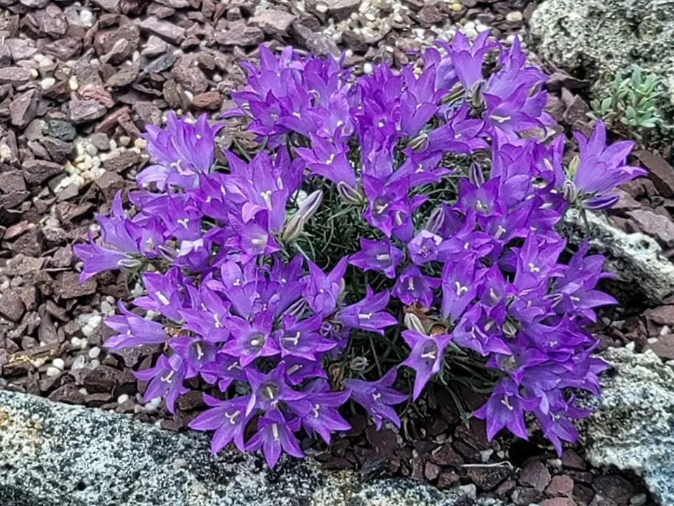 Edraianthus horvatii