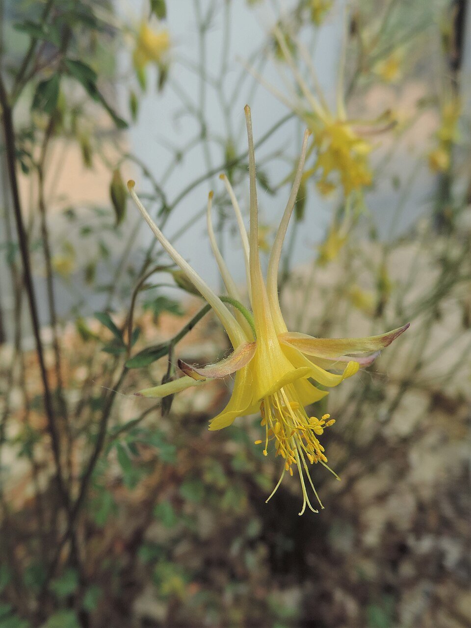 Aquilegia_chaplinei_kz02.jpg