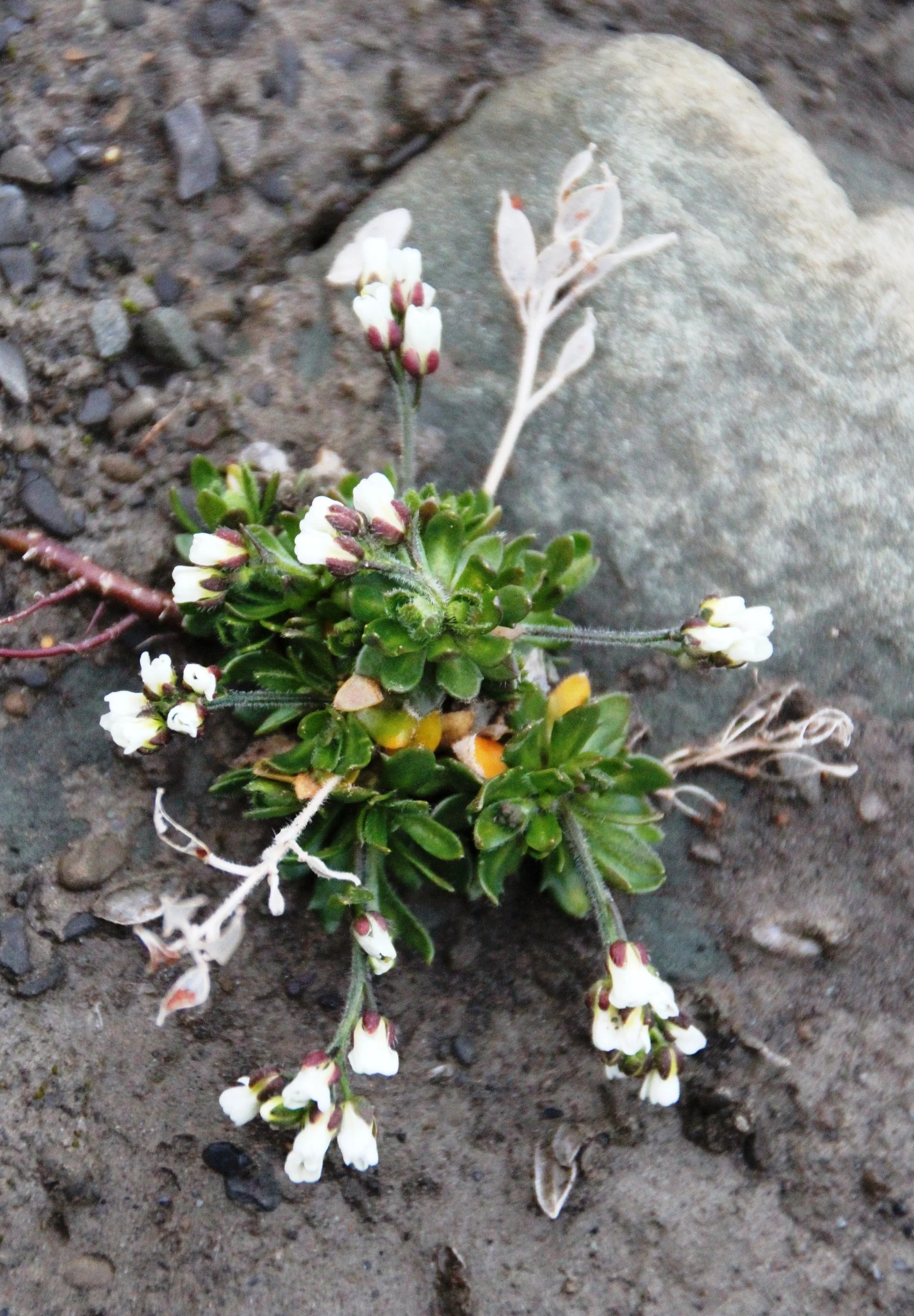 Draba_norvegica_IMG_4149_bergrublom_longyearbyen.jpg