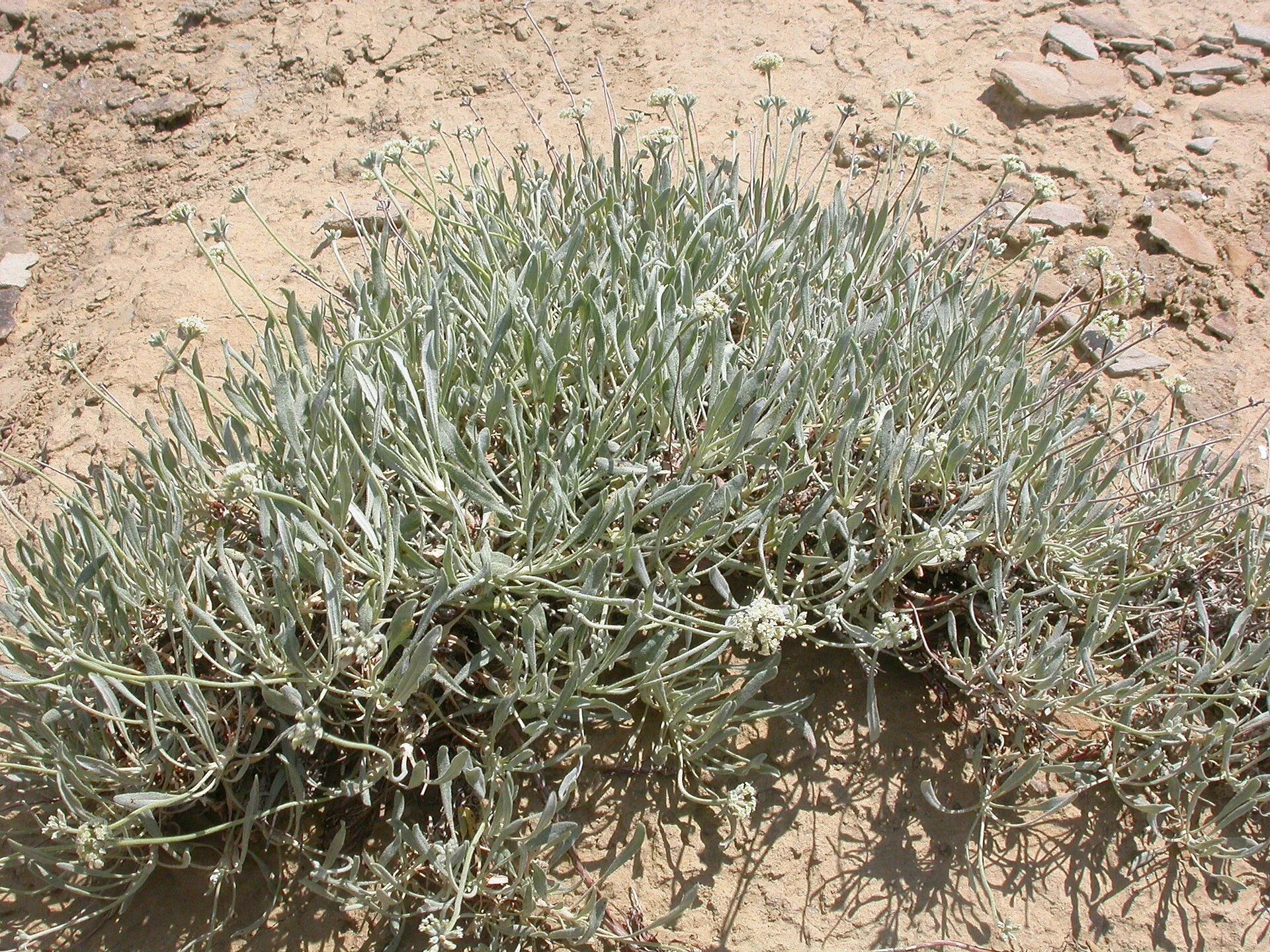 Eriogonum_pauciflorum_(4008300394).jpg