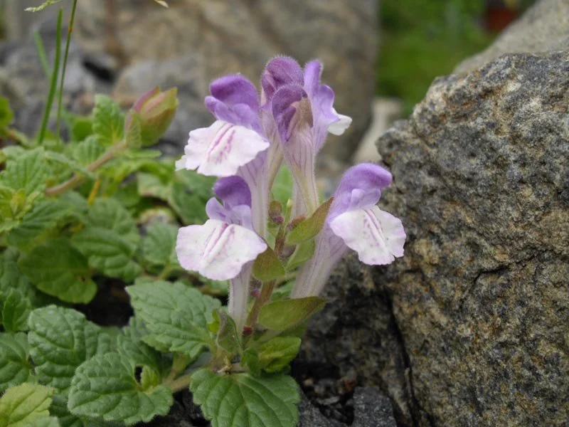 Scutellaria_alpina_3.jpg