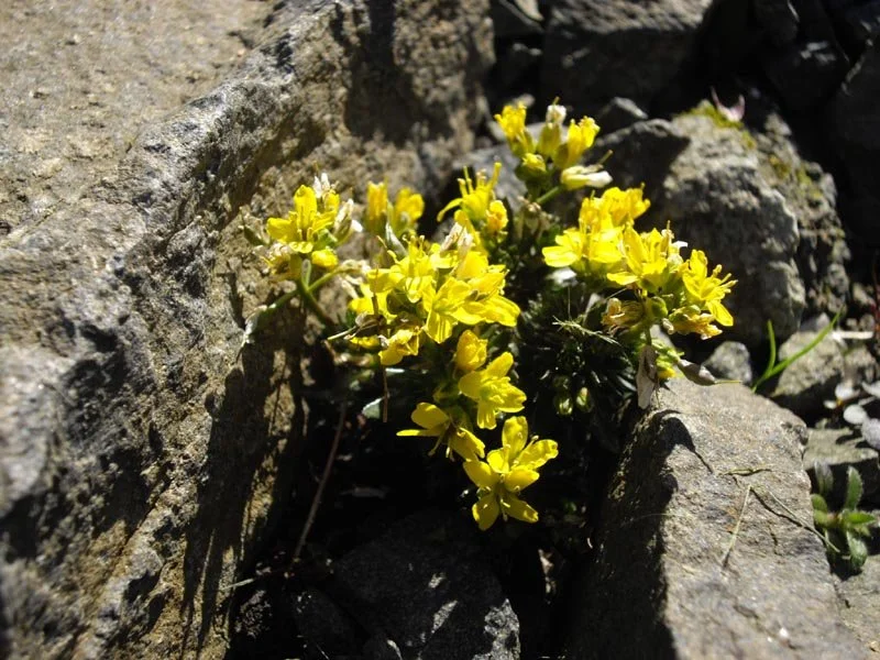 Draba_aizoides_5.jpg