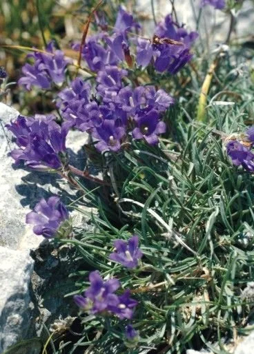 Edraianthus_horvatii.jpg