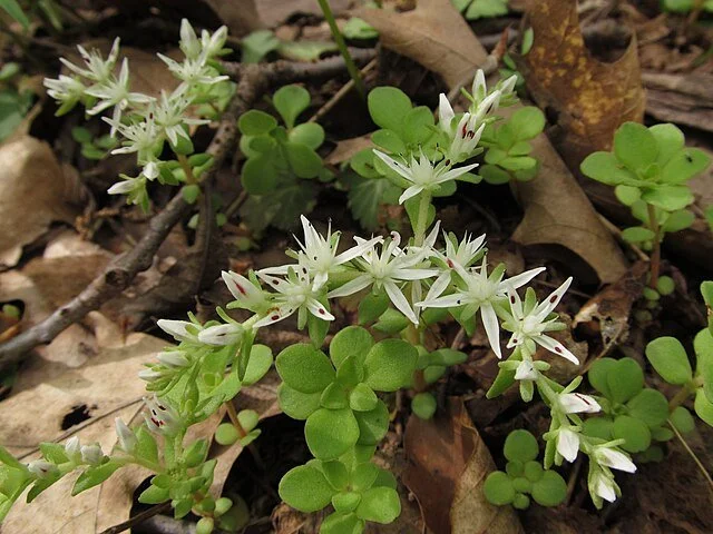 Sedum_ternatum,_2021-05-06,_Bird_Park,_01.jpg