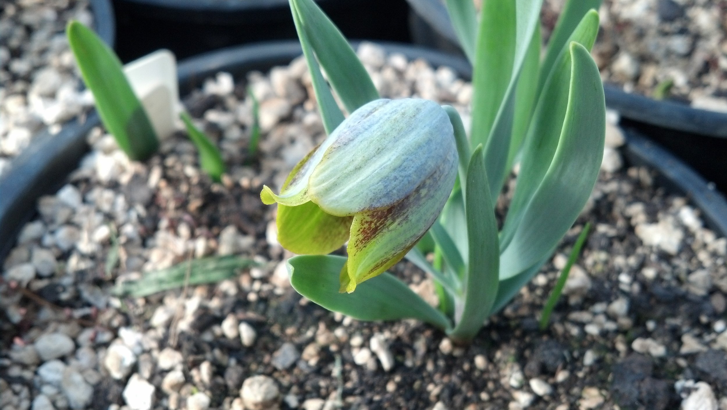 Fritillaria bithynica.jpg