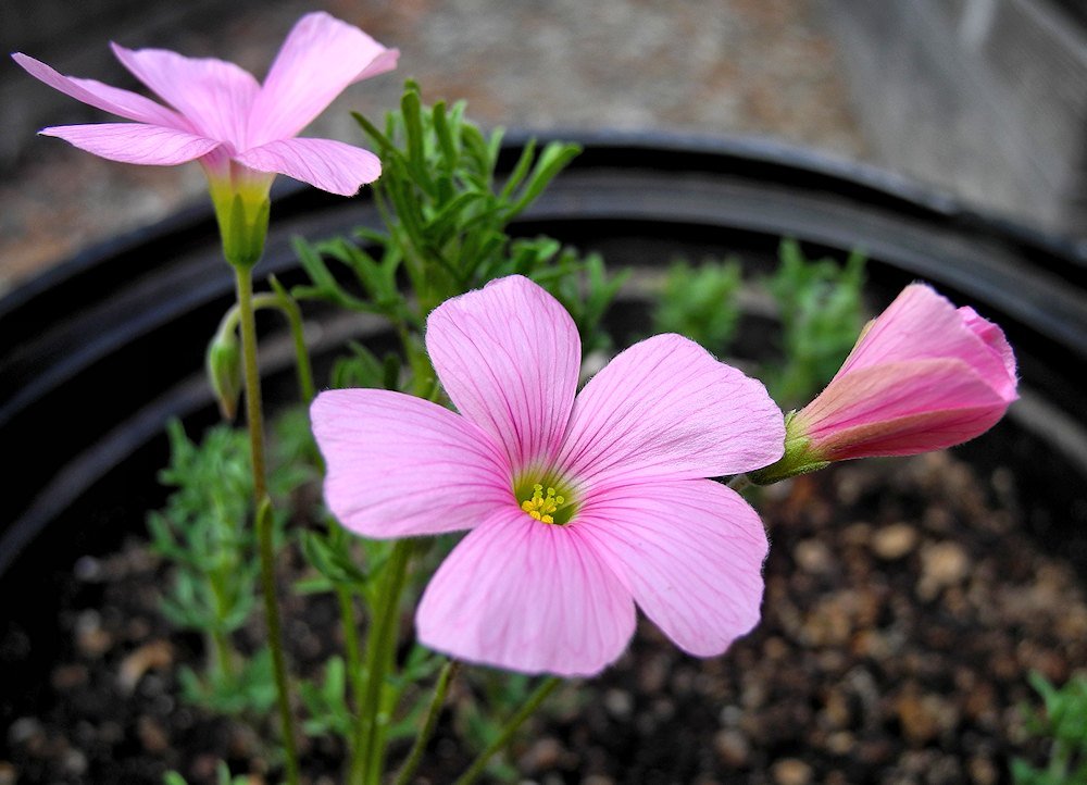 Oxalis_bifurca_msi.jpg