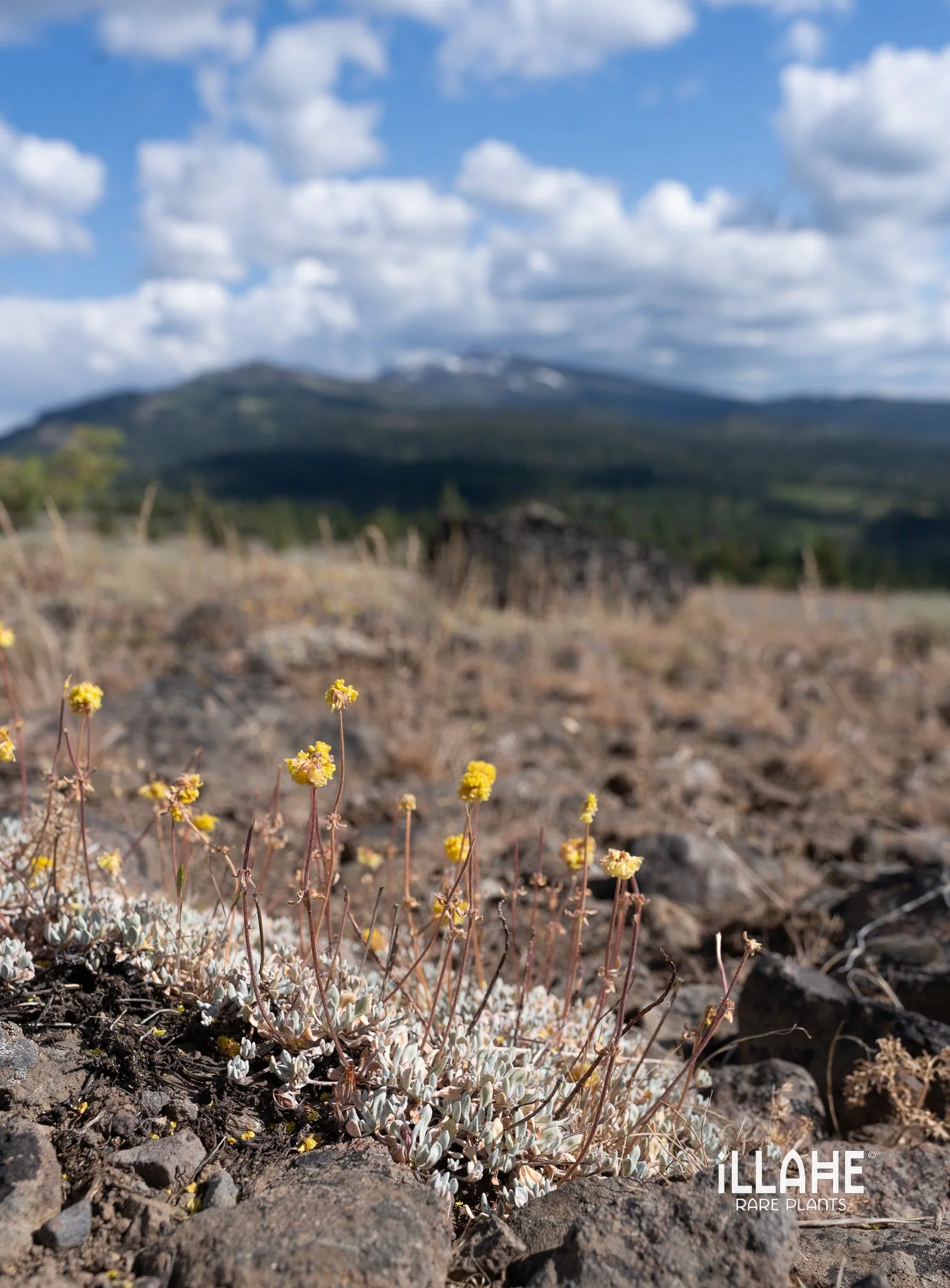 Eriogonum ceaspitosum.jpg