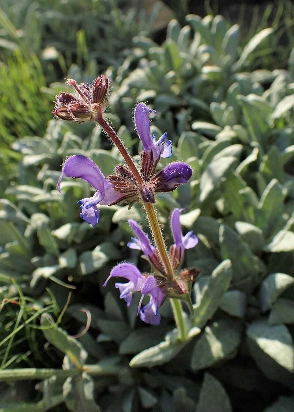 Salvia canescens
