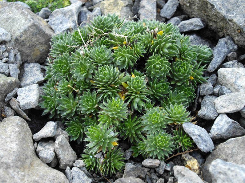 Draba_aizoides_1.jpg