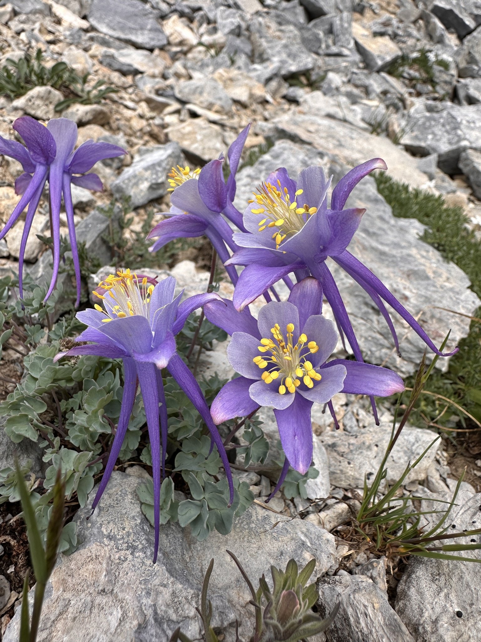 Aquilegia_scopulorum_-_Matt_Berger_01.jpg