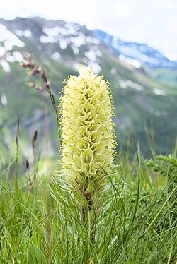 2020-06-22_Campanula_thyrsoides.jpg