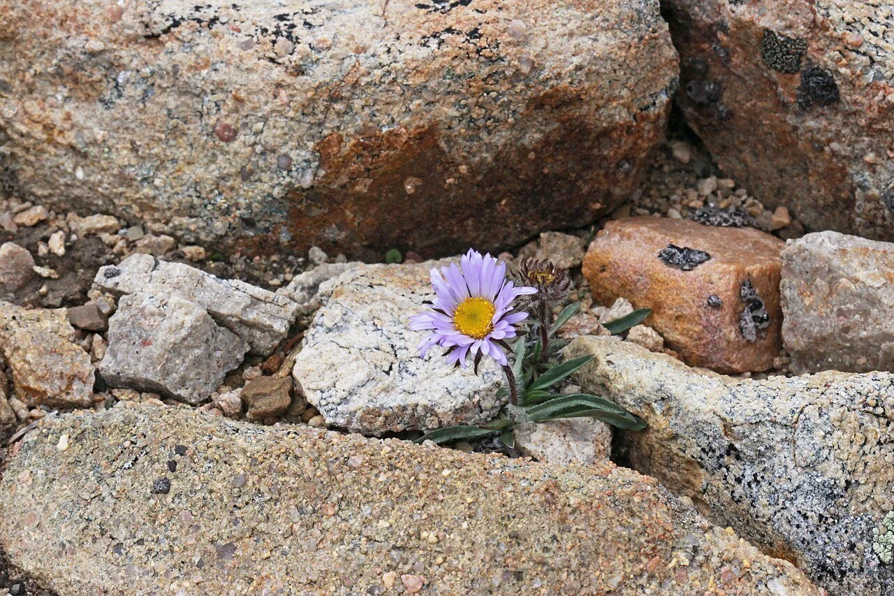 Erigeron_grandiflorus_3028_-_Flickr_-_andrey_zharkikh.jpg