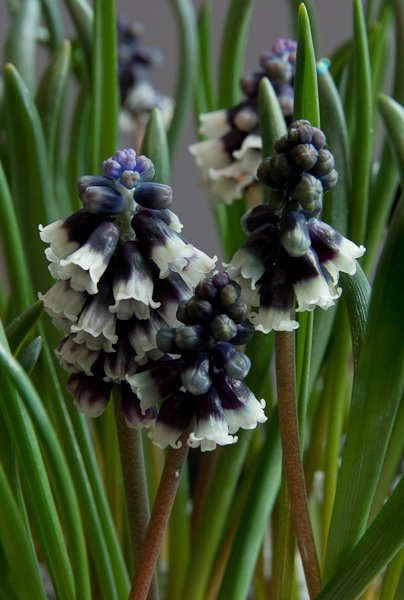 sizedmuscari-discolor.jpg