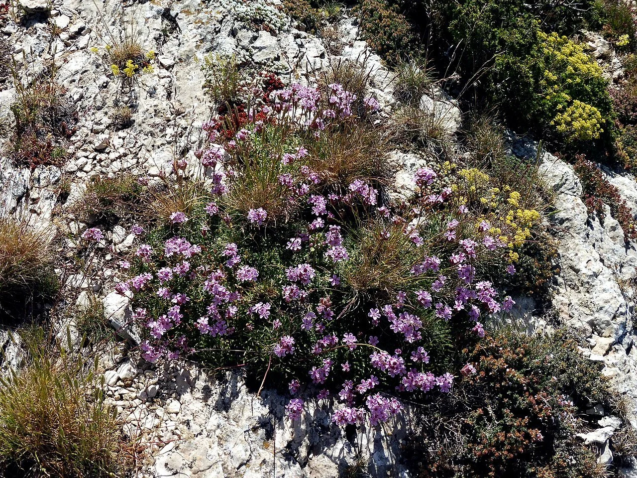 SAPONARIA_CAESPITOSA_-_MONTSEC_-_IB-056_(Sabonera_cespitosa).jpg