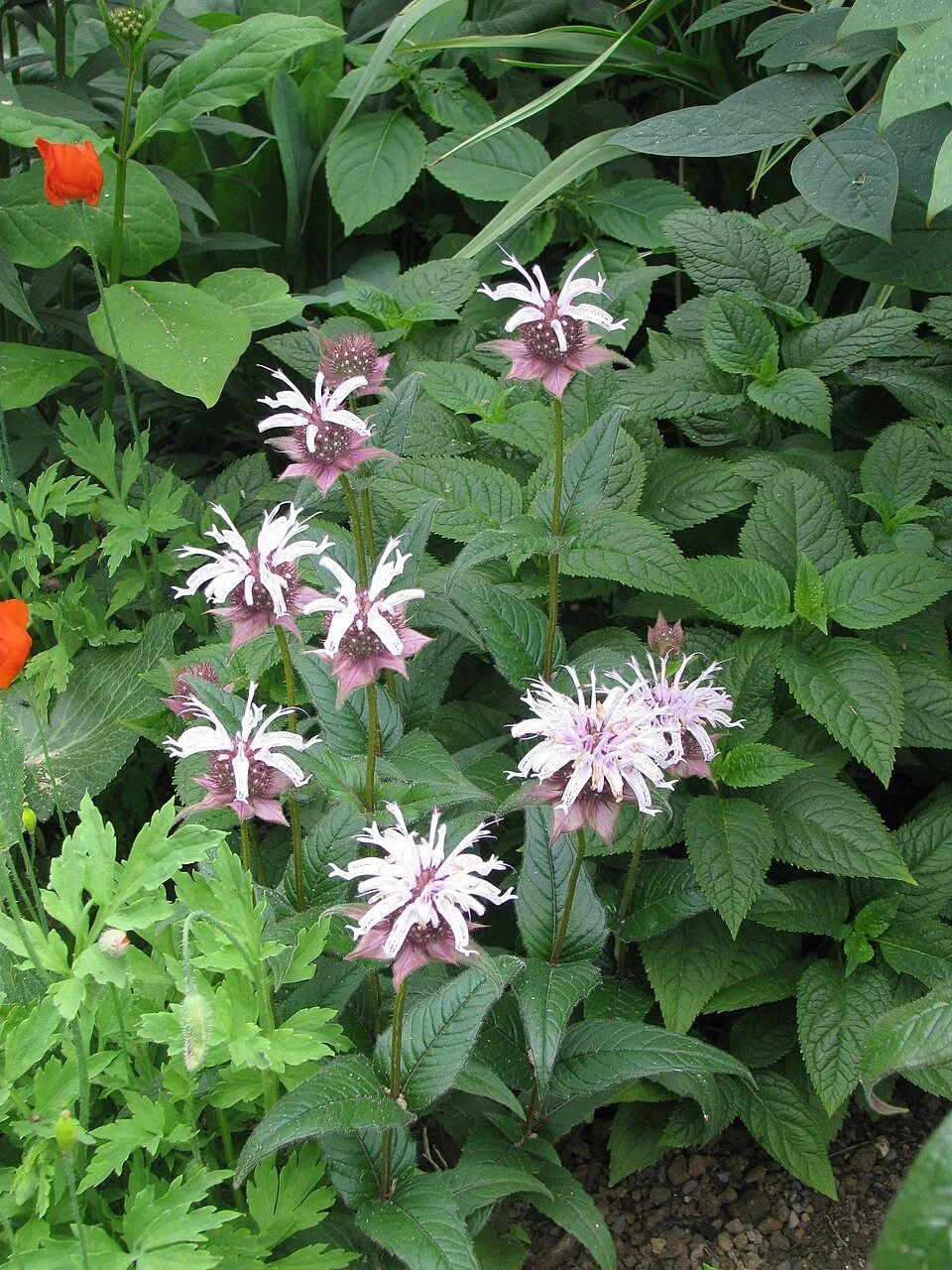 960px-Monarda_bradburiana_-_Flickr_-_peganum.jpg