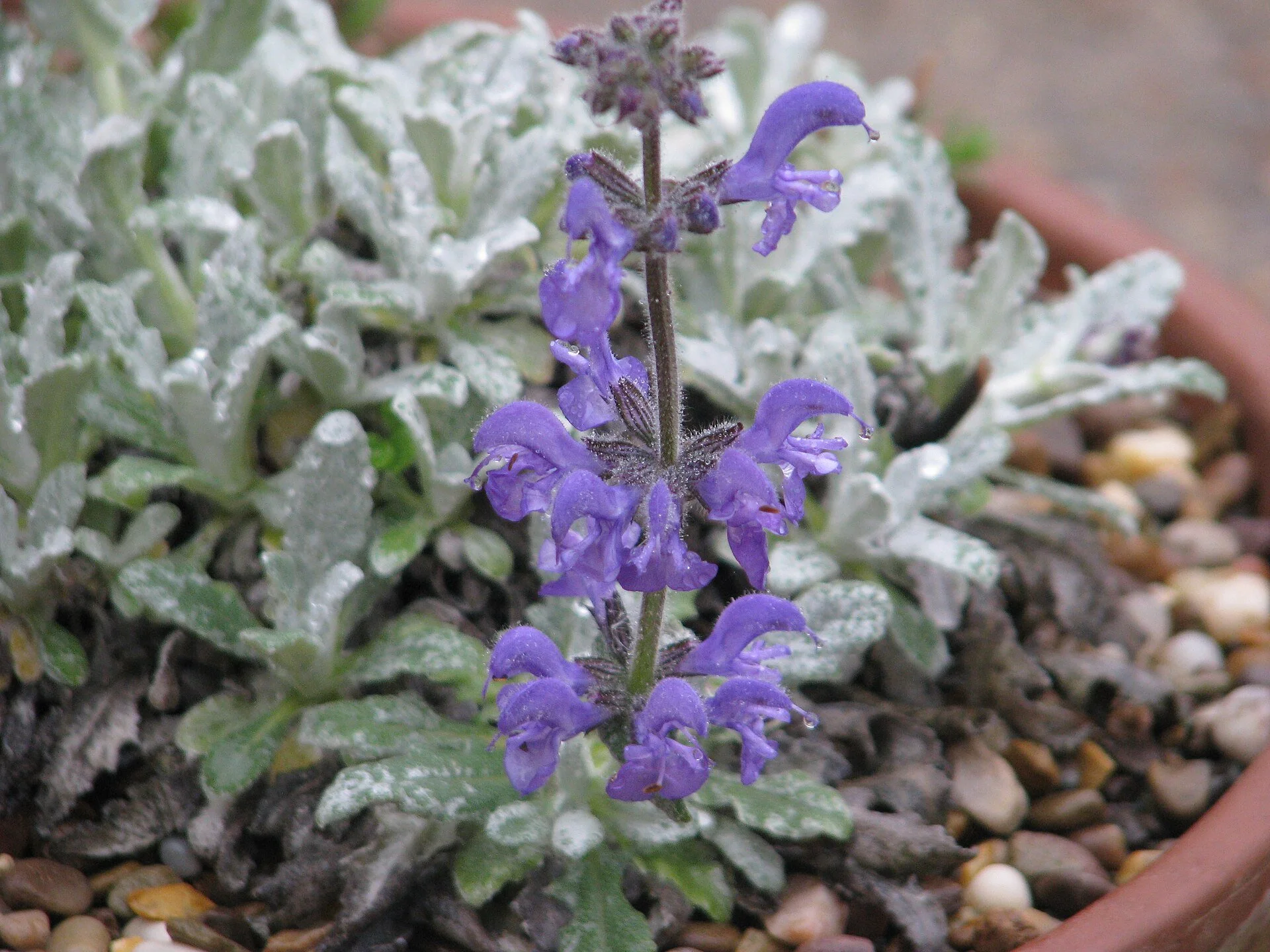 Salvia cyanescens