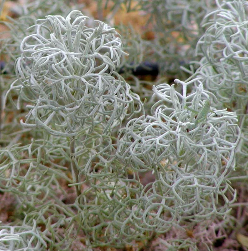 Artemisia_versicolor_Seafoam_closer.jpg