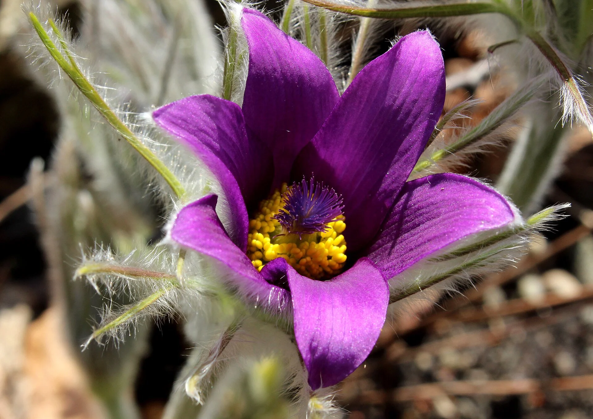 Pulsatilla_halleri_März_2014_Wien.jpg