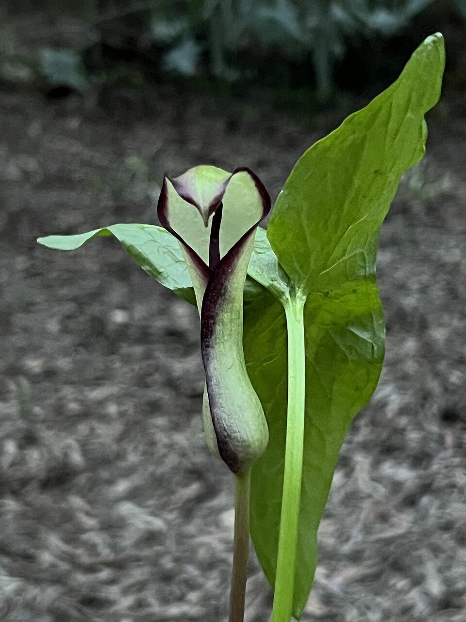 arum hygrophilum.jpg