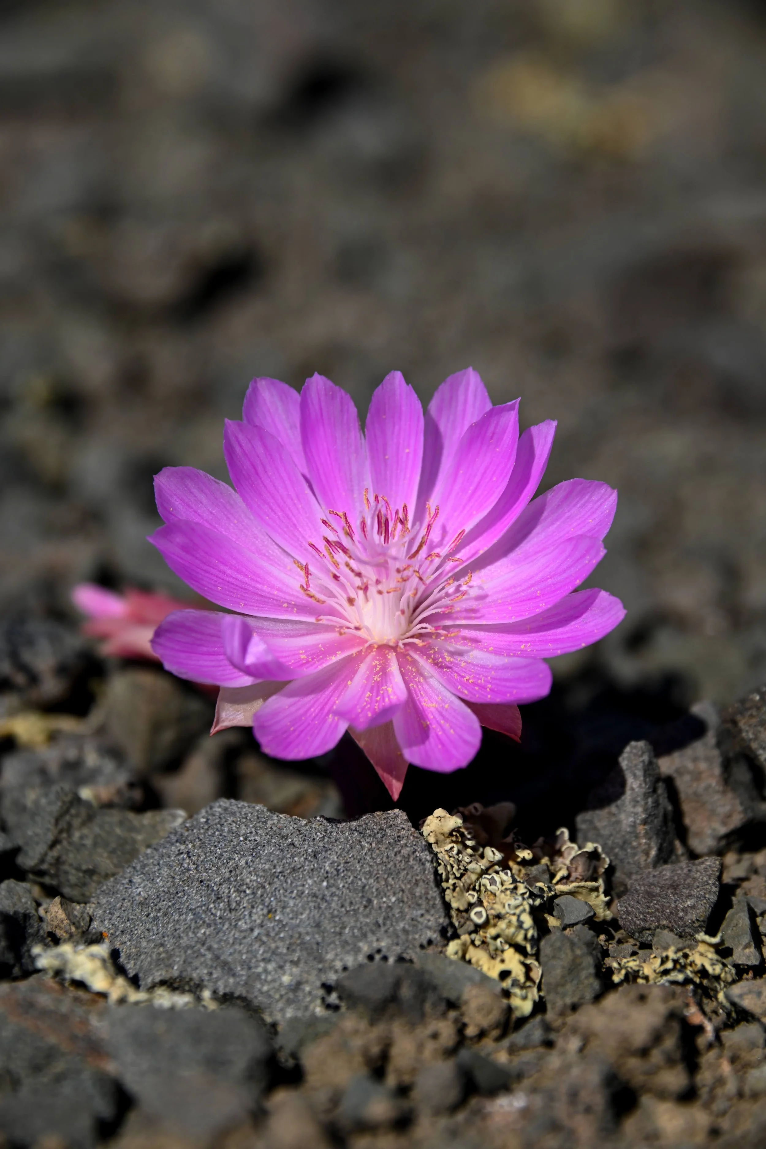 Bitterroot_(Lewisia_rediviva)_(51309826280).jpg