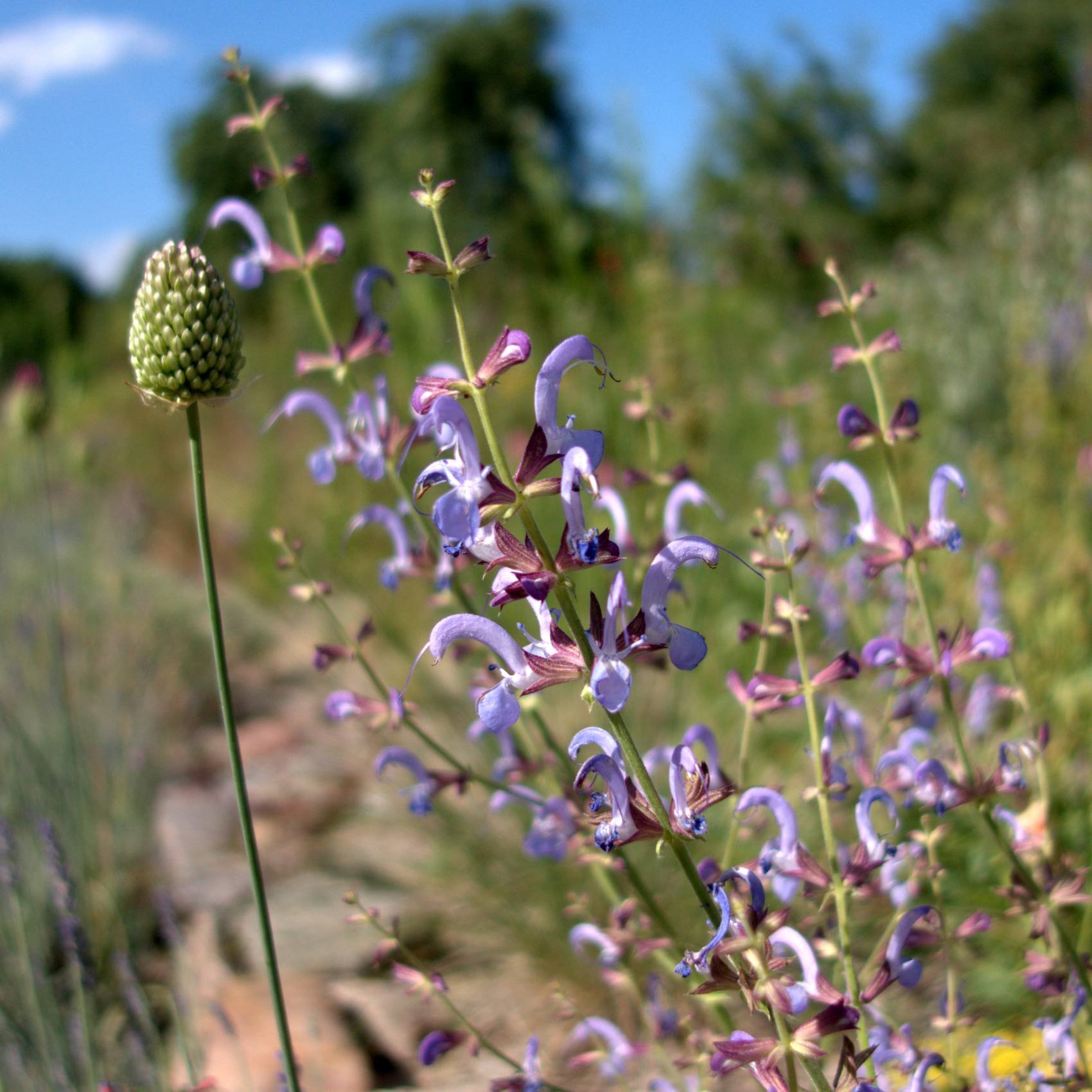 Salvia_cyanescens_Blauer_Salbei_DSC03361.jpg