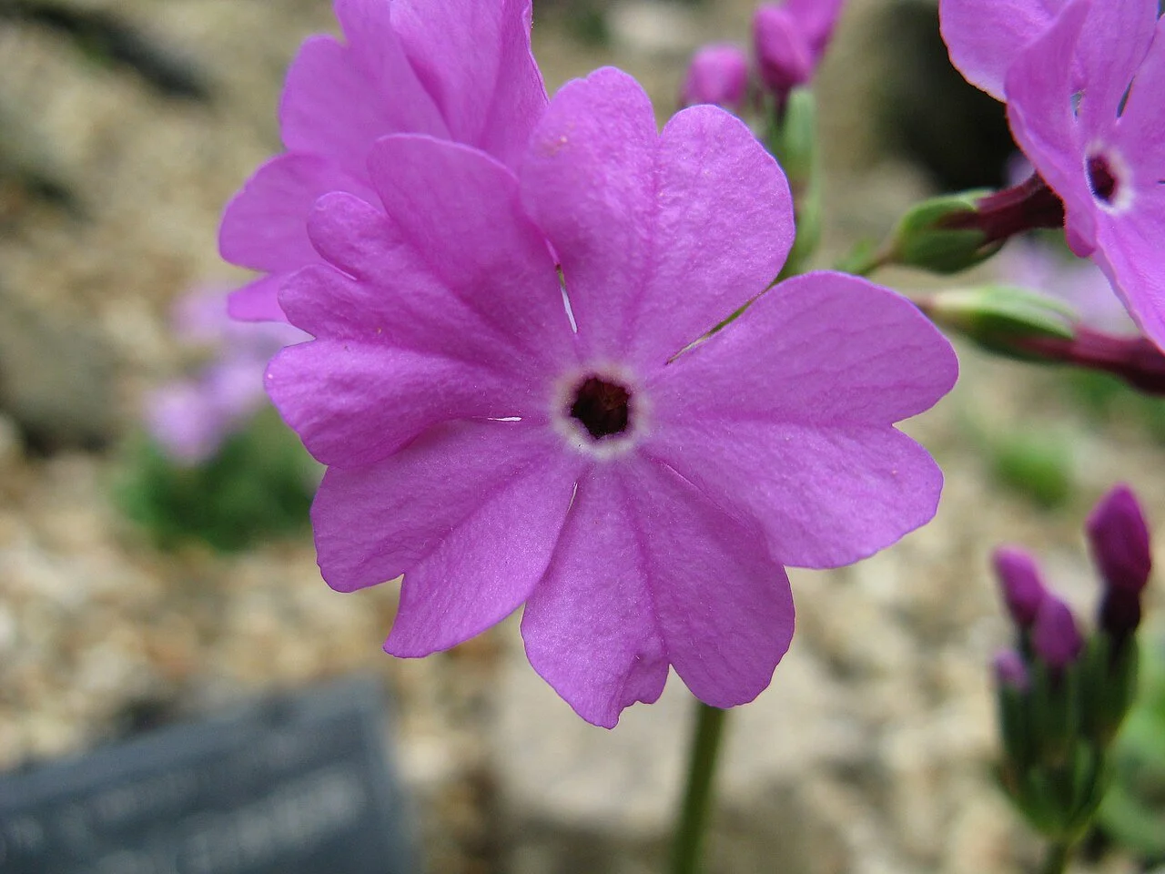 Primula_sieboldii2.jpg