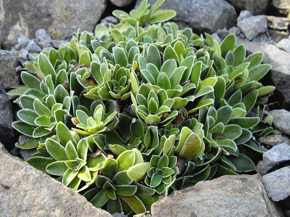 Saxifraga_cotyledon_var_pyramidalis_1.JPG