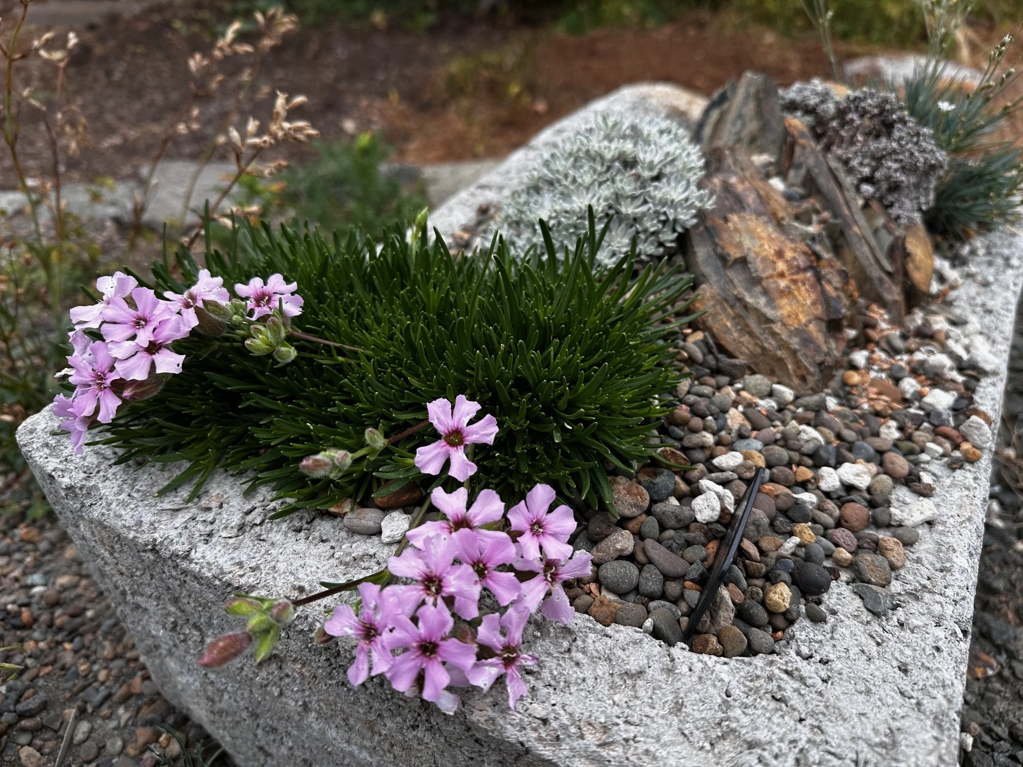 Saponaria x oliviana