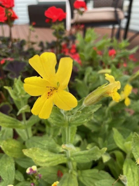 Mimulus 'Mellow Yellw'