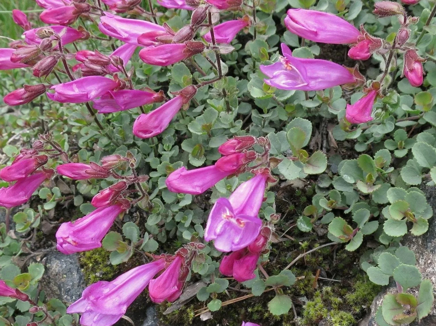 penstemon+rupicola.jpg