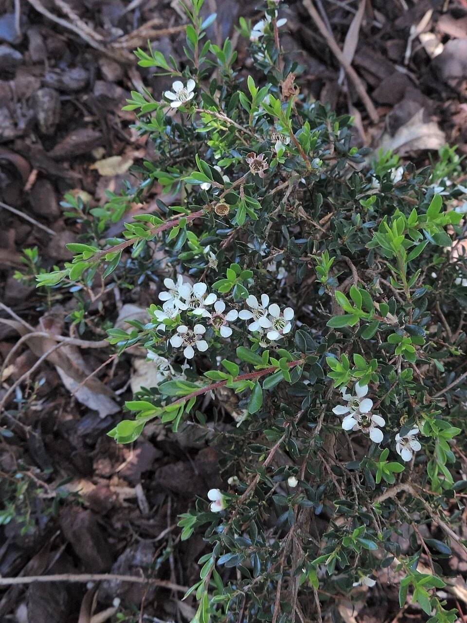 Leptospermum rupestre
