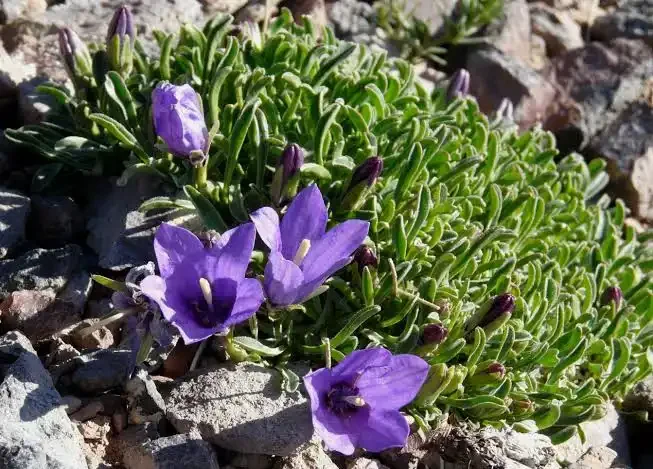 Campanula ledbouriana