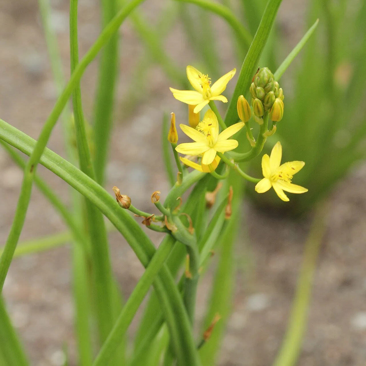 Bulbine_semibarbata-IMG_4324.jpg