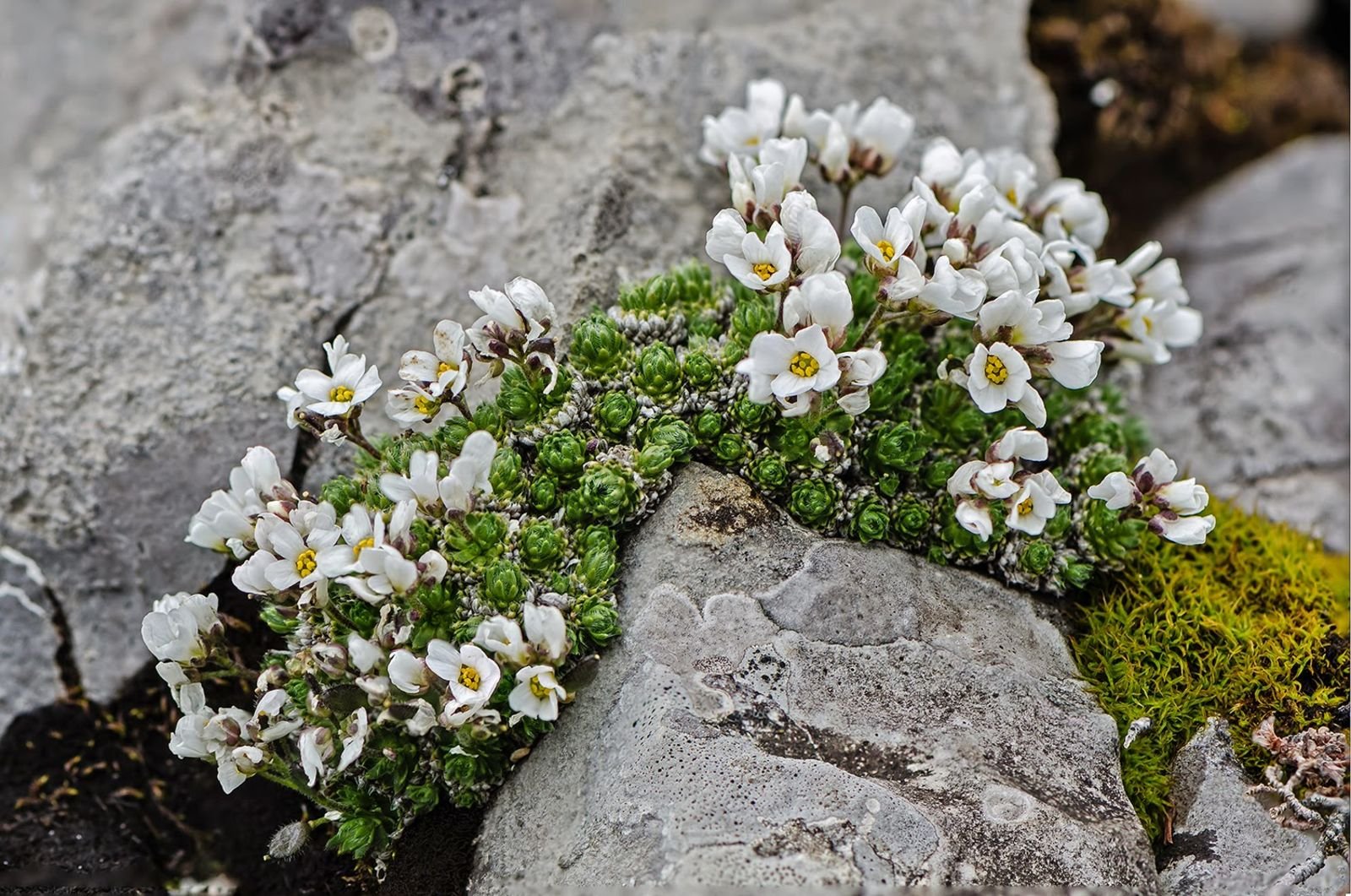 Draba zapateri