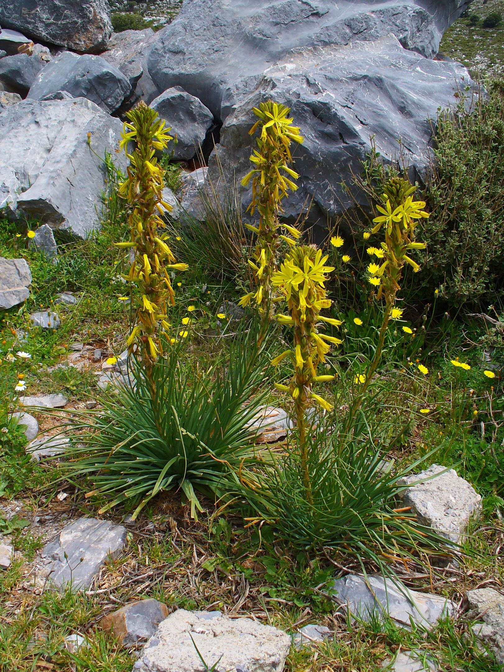 Asphodeline_lutea_001.jpg